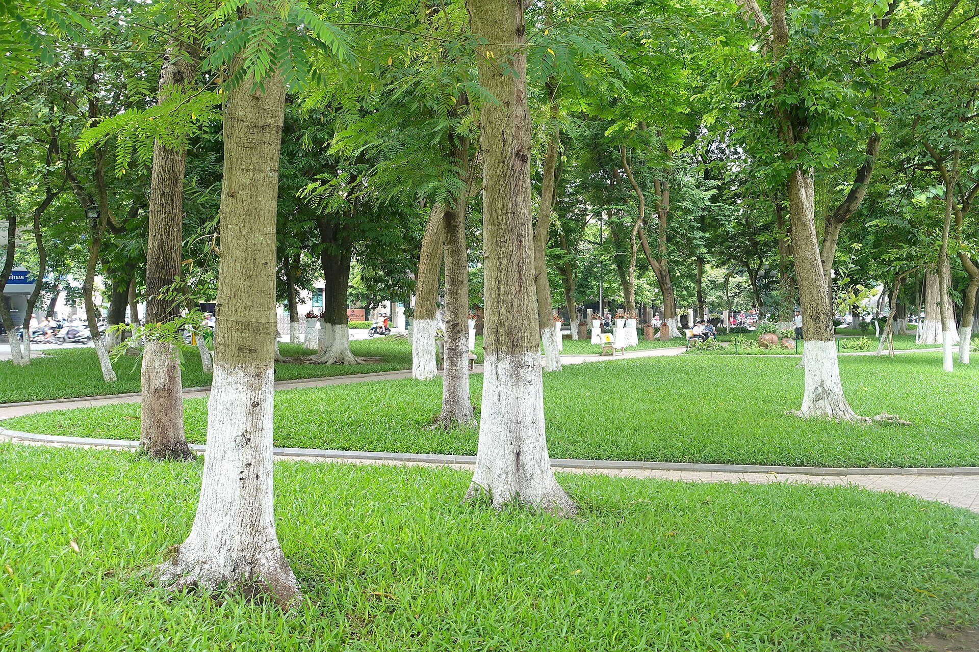 Shady tree-lined park at Hoan Kiem Lake in Hanoi, an easy public first-date spot for dating in Vietnam
